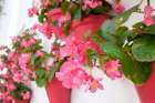 Marbella, Spain. Pink potted geraniums Art Print